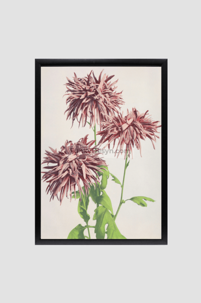 Beautiful photomechanical prints of Three Pink Chrysanthemum (1887–1897) by Ogawa Kazumasa