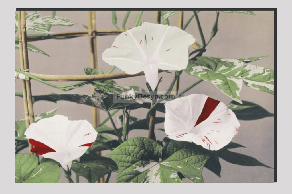 Beautiful photomechanical prints of Striped Bindweed Flowers (1887–1897) by Ogawa Kazumasa.