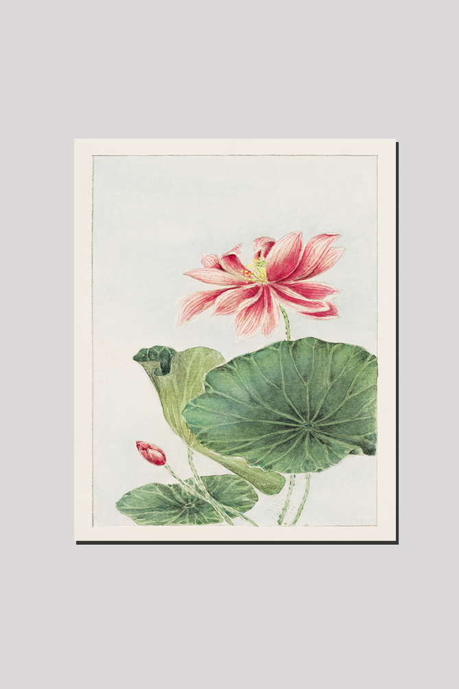 Hasu (lotus) during 1870–1880 by Megata Morikaga
