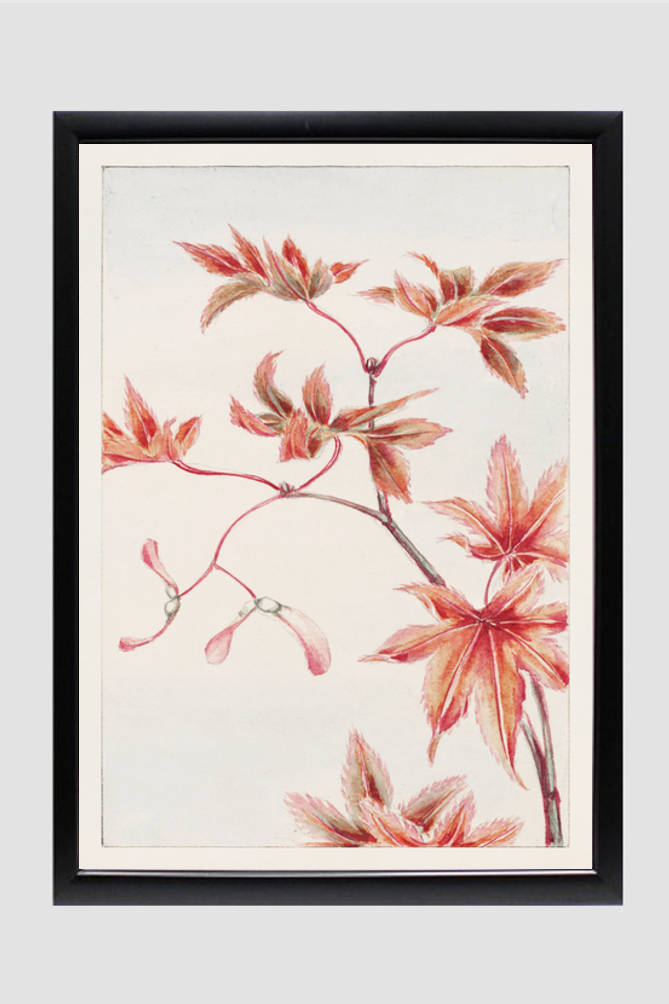 Branch of Momiji maple tree with leaves and seeds during 1870–1880 by Megata Morikaga