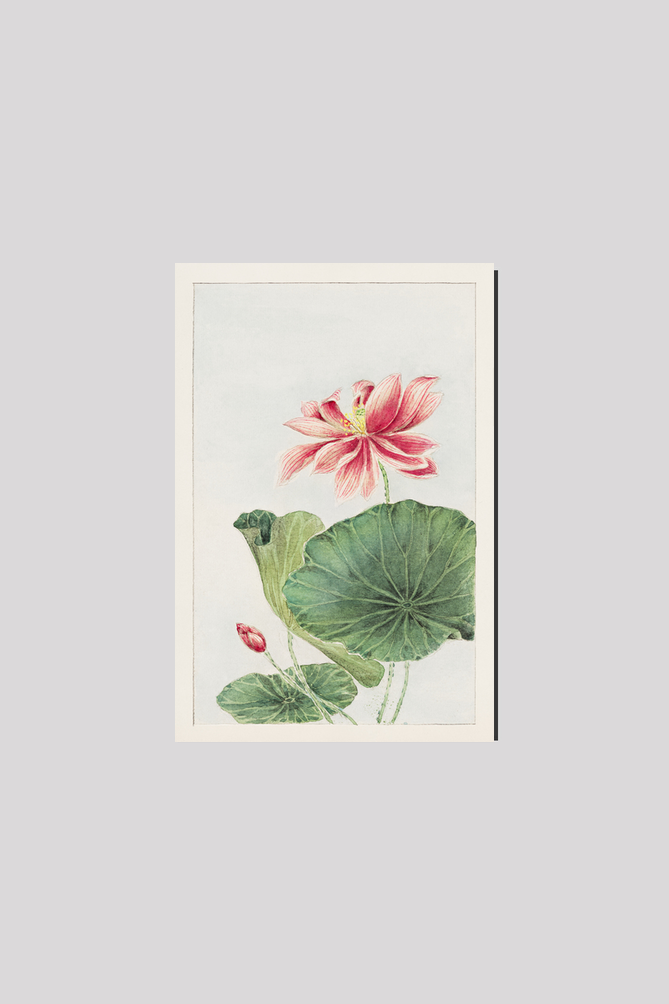 Hasu (lotus) during 1870–1880 by Megata Morikaga