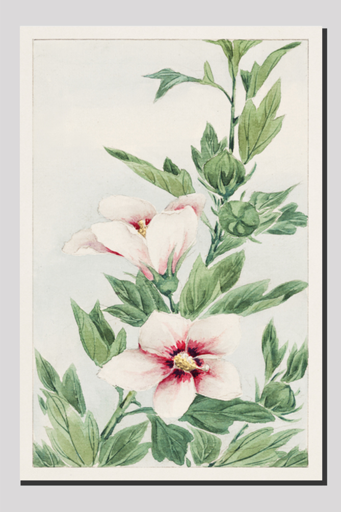 Hibiscus plant during 1870–1880 by Megata Morikaga.
