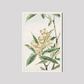 Biwa loquat during 1870–1880 by Megata Morikagaorikaga