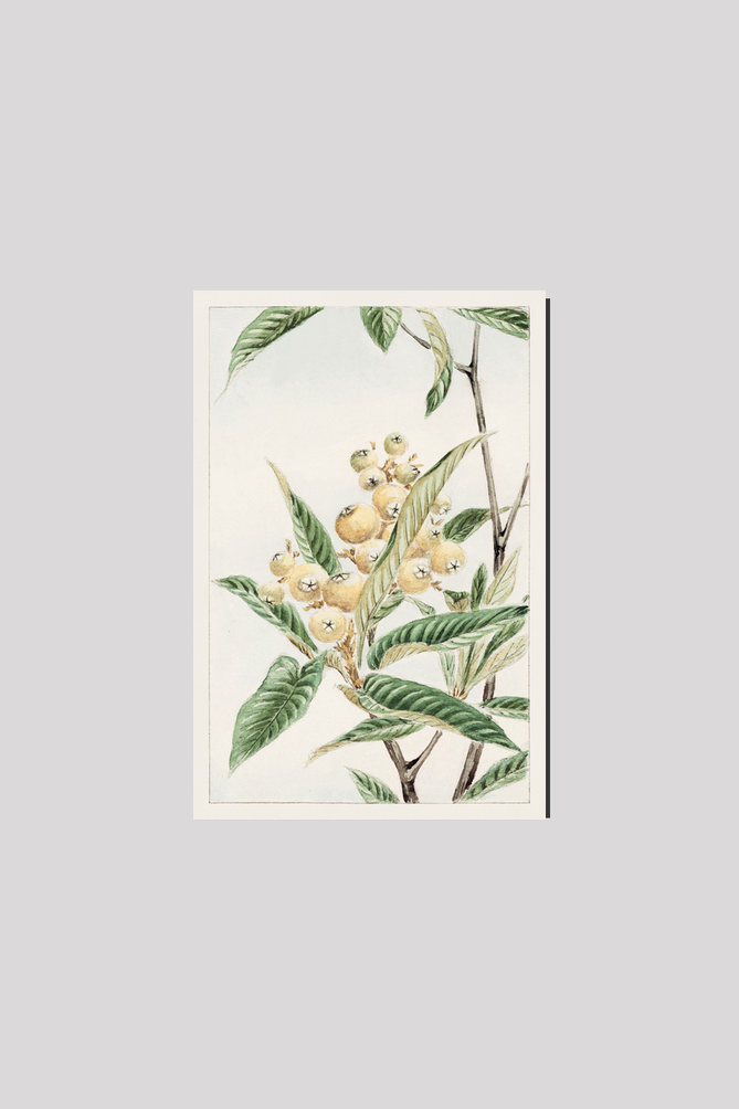Biwa loquat during 1870–1880 by Megata Morikagaorikaga