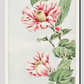Tsubaki camelia during 1870–1880 by Megata Morikaga.