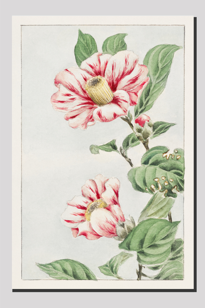 Tsubaki camelia during 1870–1880 by Megata Morikaga.