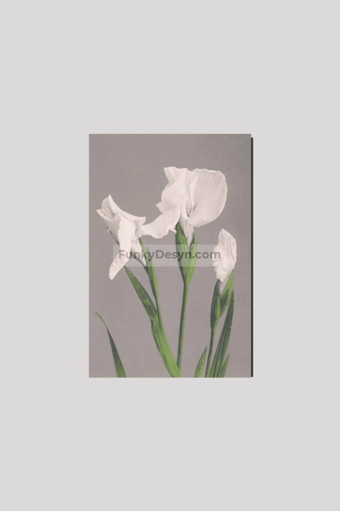 Beautiful photomechanical prints of White Irises (1887–1897) by Ogawa Kazumasa.