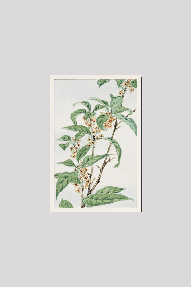 Stem with leaves and small flowers during 1870–1880 by Megata Morikaga