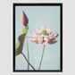 Beautiful photomechanical prints of Lotus Flowers (1887–1897) by Ogawa Kazumasa