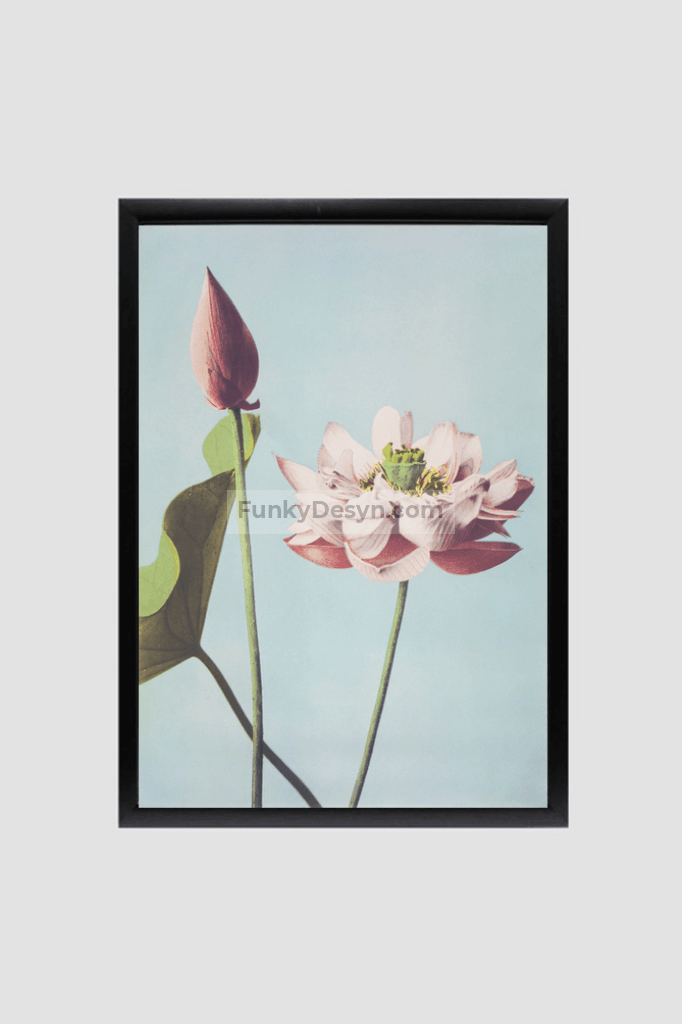 Beautiful photomechanical prints of Lotus Flowers (1887–1897) by Ogawa Kazumasa