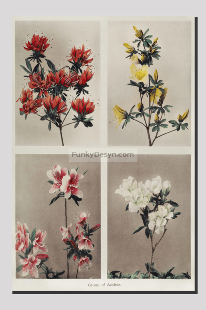 Group of Azaleas, hand–colored collotype (1896) by Kazumasa Ogawa.