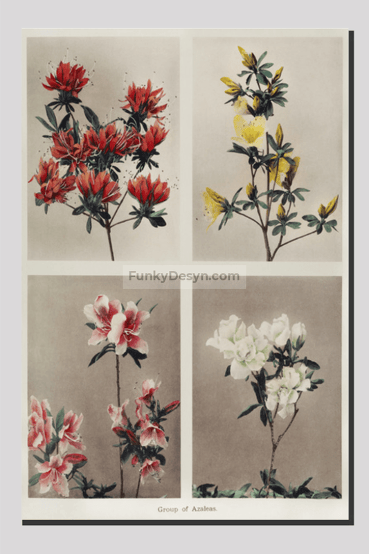 Group of Azaleas, hand–colored collotype (1896) by Kazumasa Ogawa.