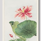 Hasu (lotus) during 1870–1880 by Megata Morikaga