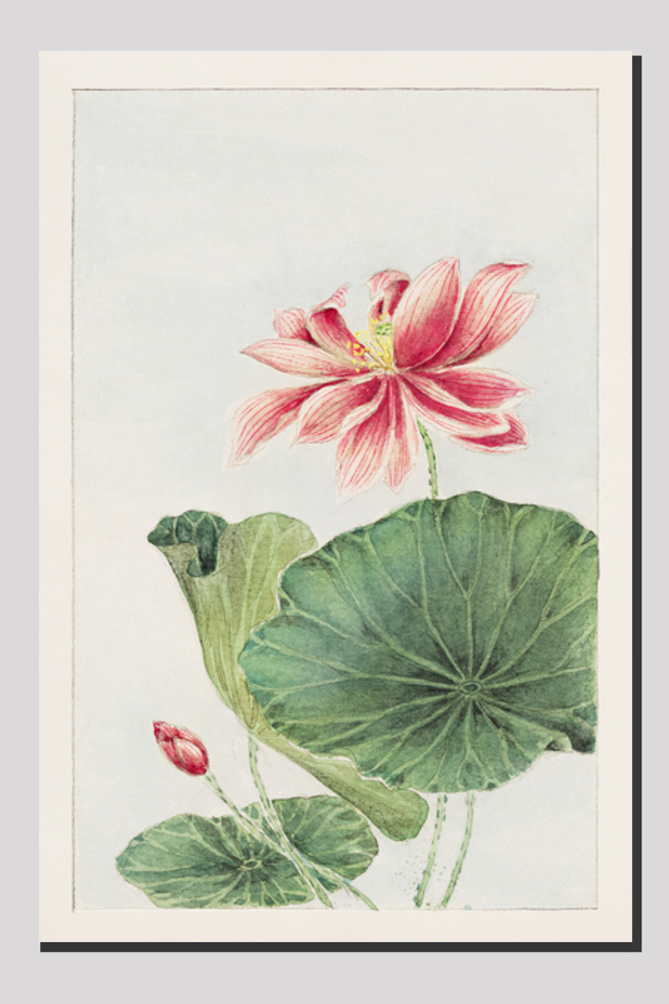 Hasu (lotus) during 1870–1880 by Megata Morikaga
