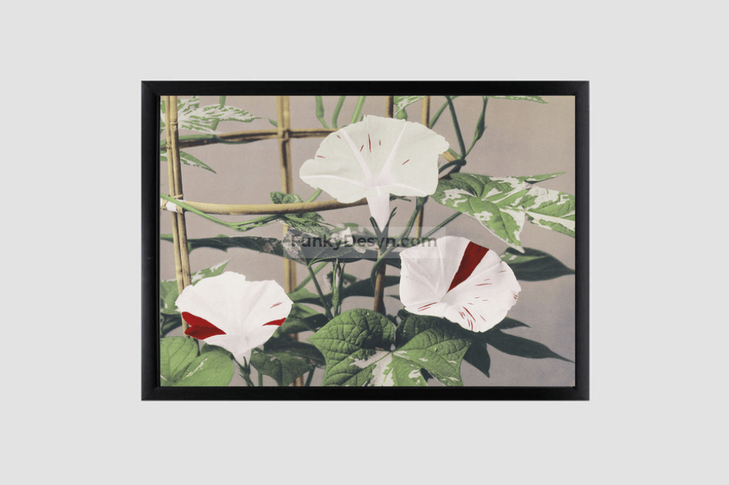 Beautiful photomechanical prints of Striped Bindweed Flowers (1887–1897) by Ogawa Kazumasa.