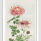 Kiku (chrysanthemum) during 1870–1880