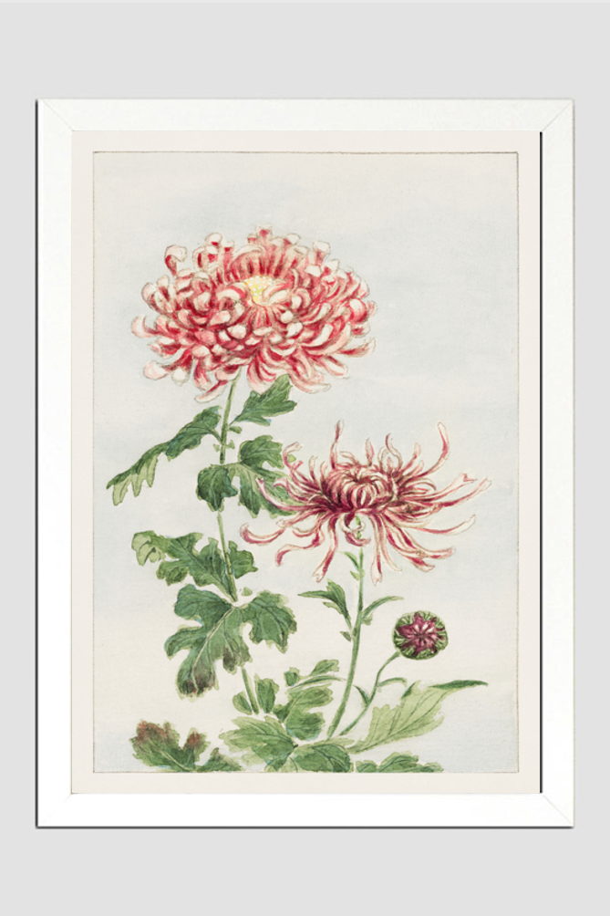 Kiku (chrysanthemum) during 1870–1880