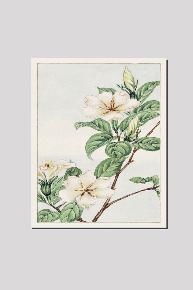 Kuchi nashi (cape jasmine) during 1870–1880 by Megata Morikaga