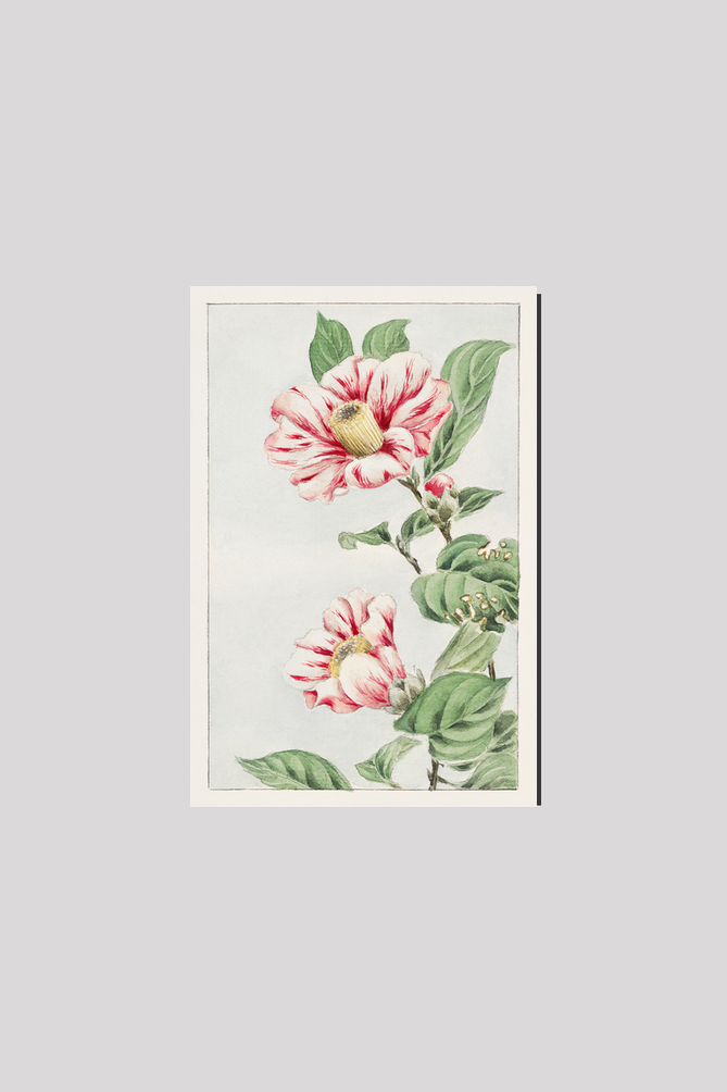 Tsubaki camelia during 1870–1880 by Megata Morikaga.