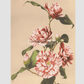 Beautiful photomechanical prints of Striped Camellias (1887–1897) by Ogawa Kazumasa
