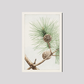 Matsu pine during 1870–1880 by Megata Morikaga.