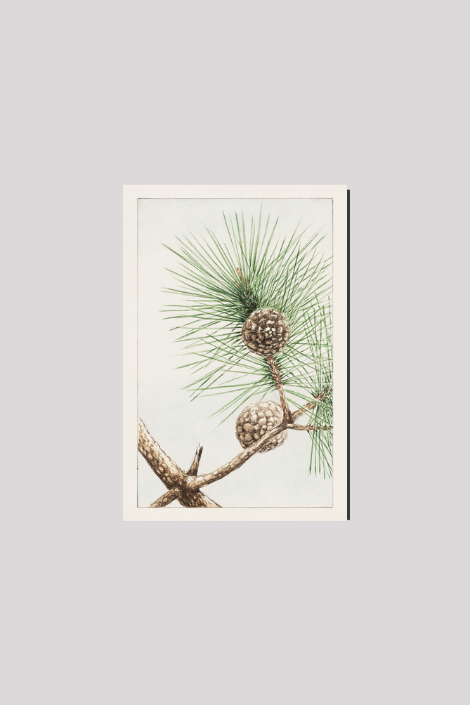 Matsu pine during 1870–1880 by Megata Morikaga.