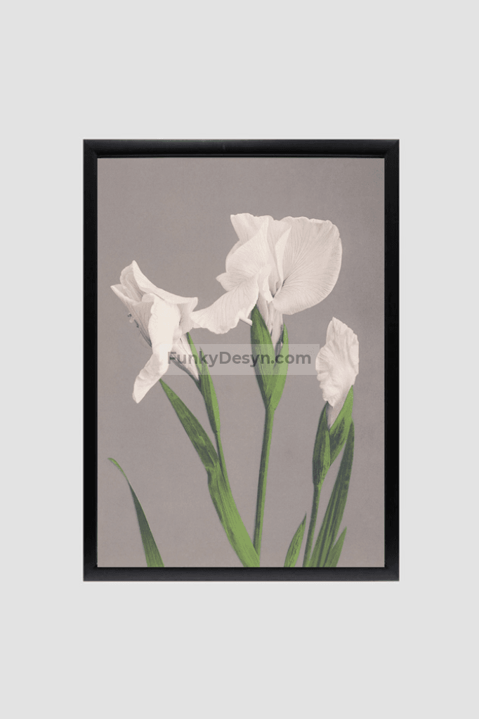 Beautiful photomechanical prints of White Irises (1887–1897) by Ogawa Kazumasa.