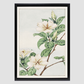 Kuchi nashi (cape jasmine) during 1870–1880 by Megata Morikaga