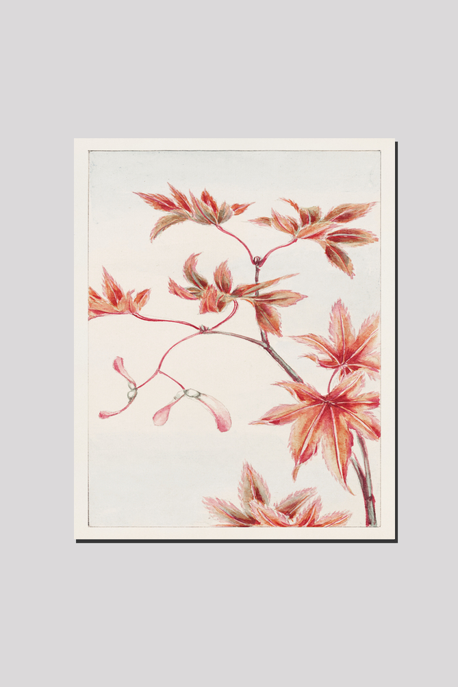 Branch of Momiji maple tree with leaves and seeds during 1870–1880 by Megata Morikaga