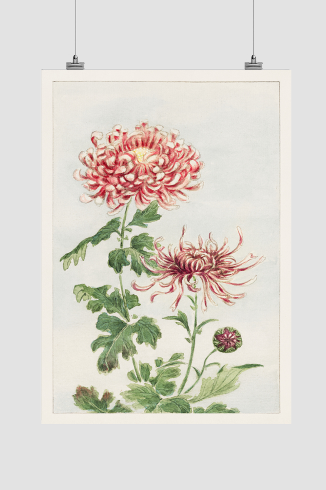 Kiku (chrysanthemum) during 1870–1880