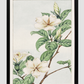 Kuchi nashi (cape jasmine) during 1870–1880 by Megata Morikaga