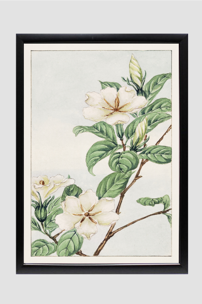 Kuchi nashi (cape jasmine) during 1870–1880 by Megata Morikaga