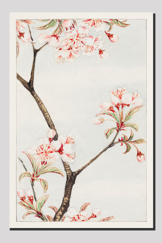 Sakura cherry during 1870–1880 by Megata Morikaga