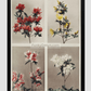 Group of Azaleas, hand–colored collotype (1896) by Kazumasa Ogawa.
