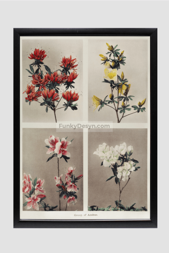 Group of Azaleas, hand–colored collotype (1896) by Kazumasa Ogawa.
