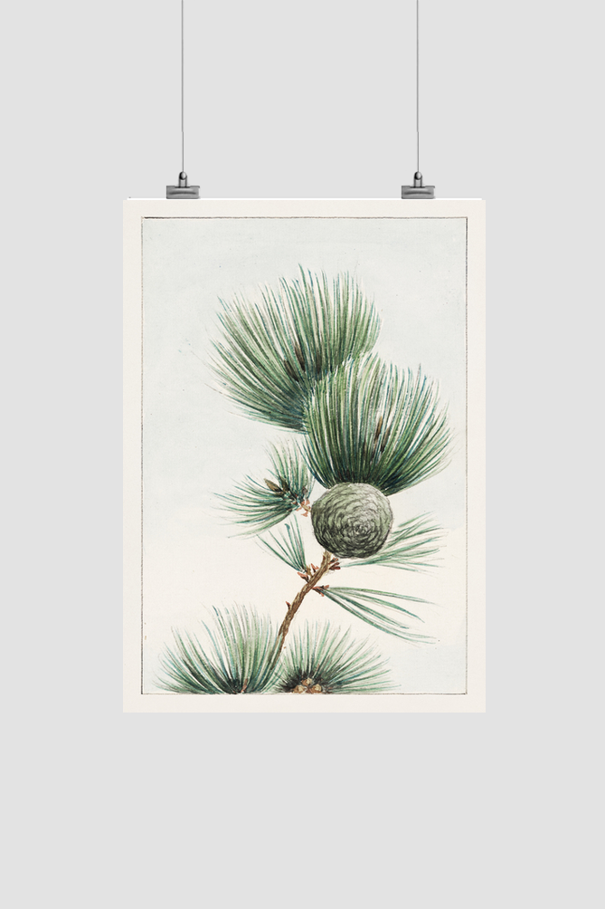 Gayo matsu pine during 1870–1880 by Megata Morikaga