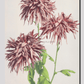 Beautiful photomechanical prints of Three Pink Chrysanthemum (1887–1897) by Ogawa Kazumasa