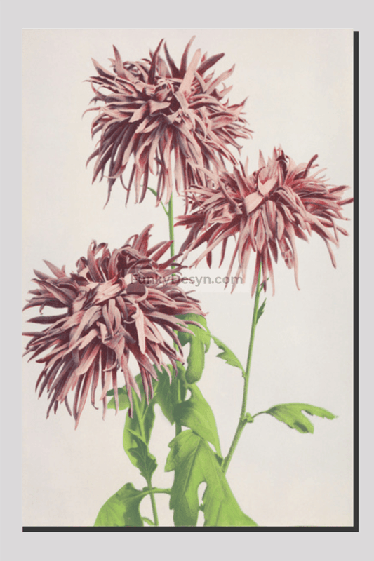 Beautiful photomechanical prints of Three Pink Chrysanthemum (1887–1897) by Ogawa Kazumasa