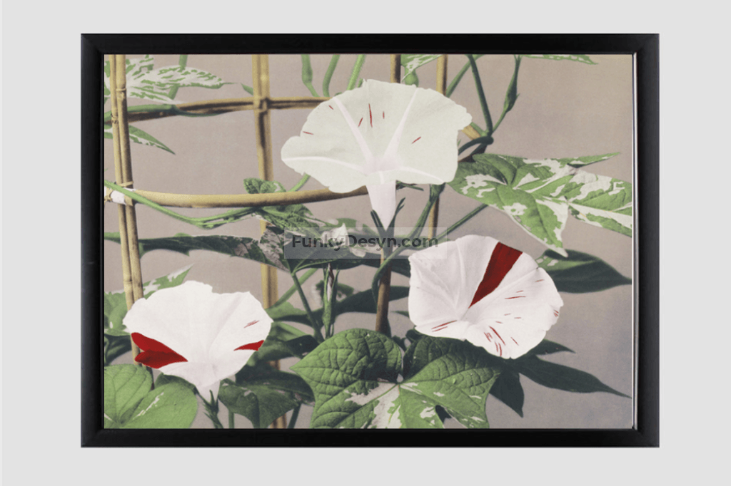 Beautiful photomechanical prints of Striped Bindweed Flowers (1887–1897) by Ogawa Kazumasa.