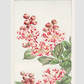 Sarusubi blossoms during 1870–1880 by Megata Morikaga