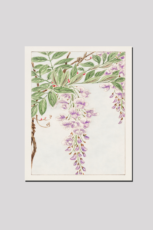 Wisteria vine with leaves and blossoms during 1870–1880 by Megata Morikaga.