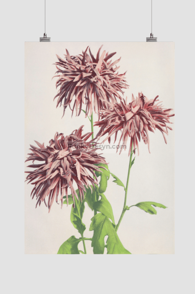 Beautiful photomechanical prints of Three Pink Chrysanthemum (1887–1897) by Ogawa Kazumasa