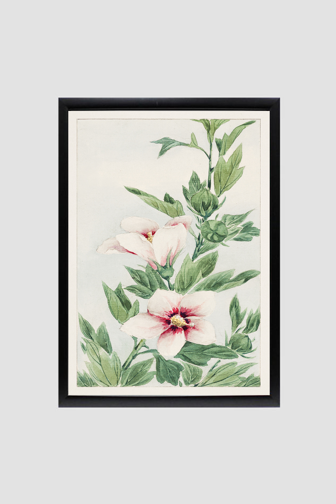 Hibiscus plant during 1870–1880 by Megata Morikaga.