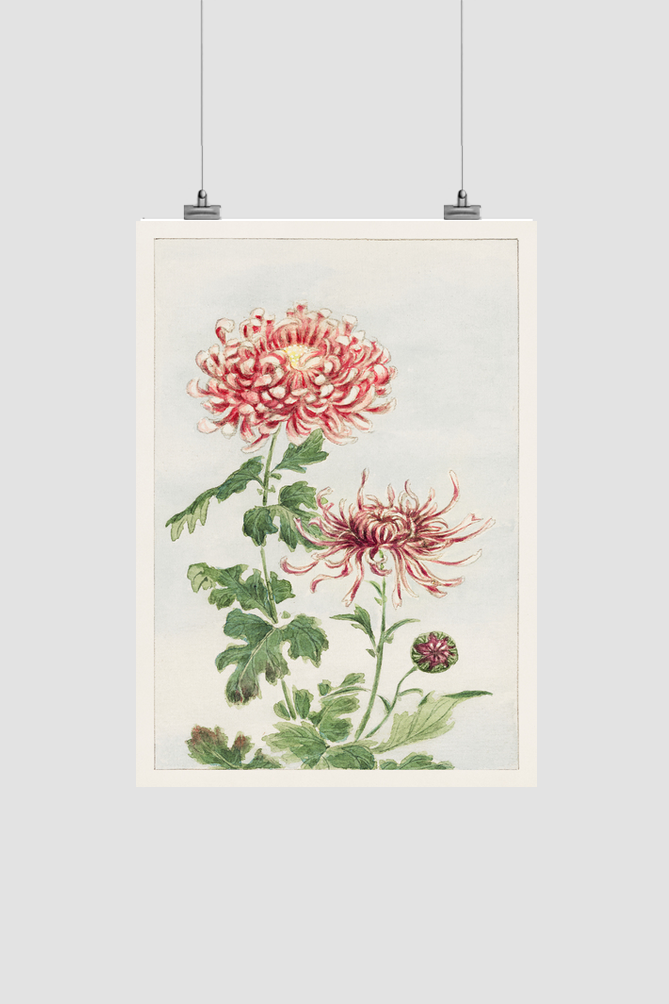 Kiku (chrysanthemum) during 1870–1880