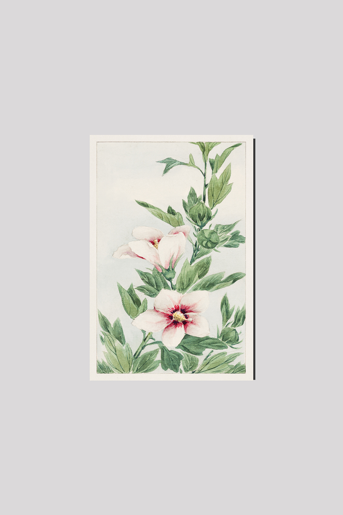 Hibiscus plant during 1870–1880 by Megata Morikaga.