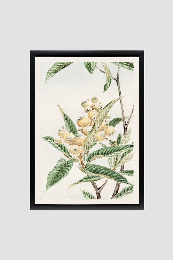 Biwa loquat during 1870–1880 by Megata Morikagaorikaga