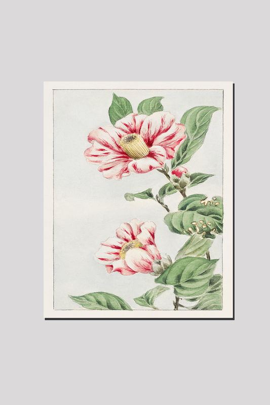 Tsubaki camelia during 1870–1880 by Megata Morikaga.