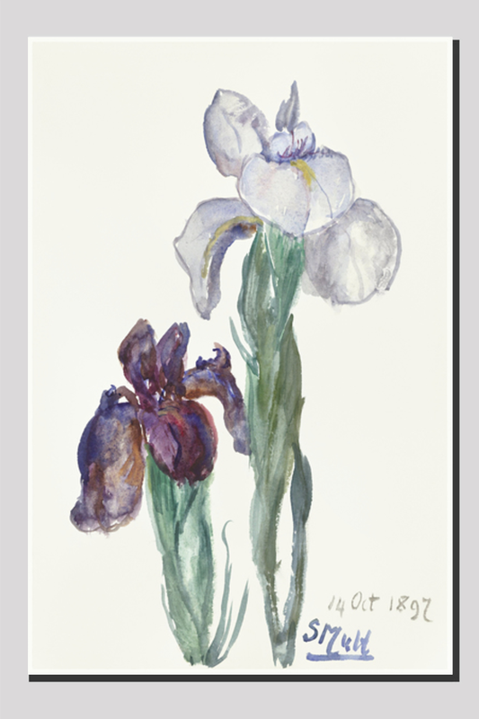 Irises (1897) by Sientje Mesdag-van Houten.