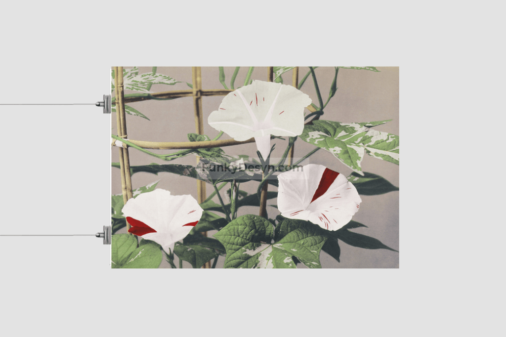 Beautiful photomechanical prints of Striped Bindweed Flowers (1887–1897) by Ogawa Kazumasa.