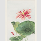 Hasu (lotus) during 1870–1880 by Megata Morikaga